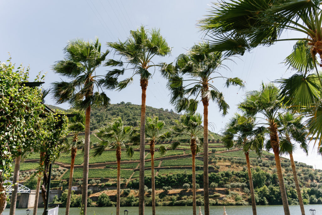 Vintage House Palm Tree View