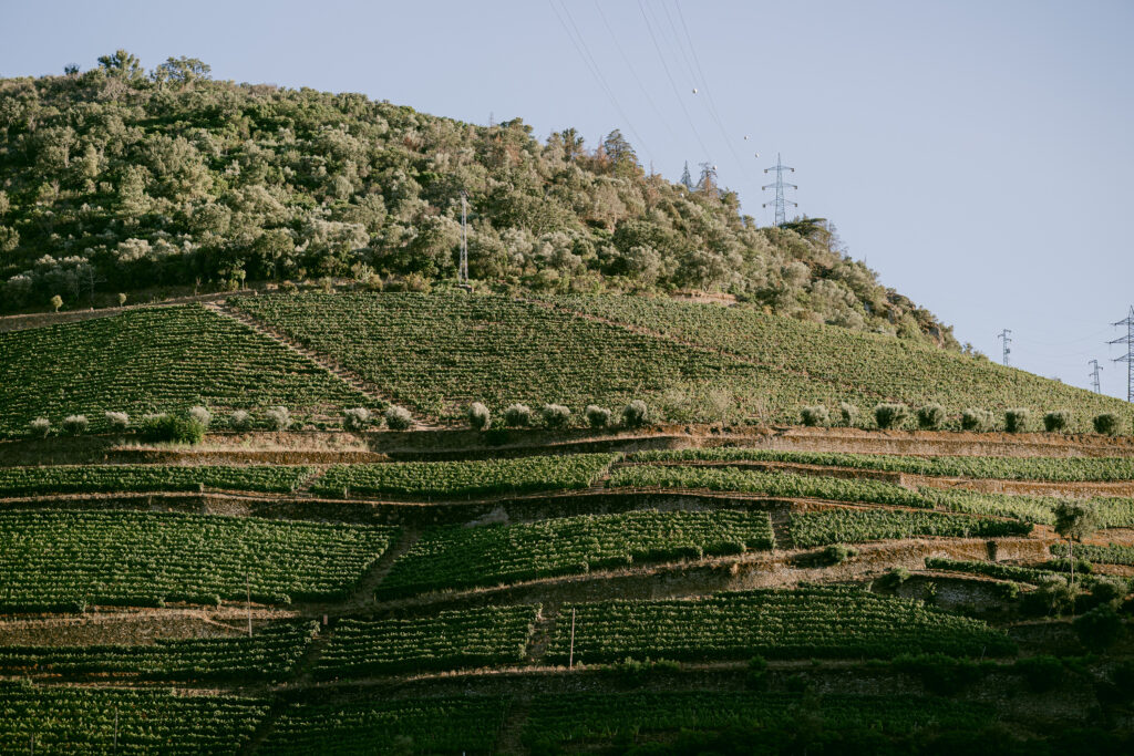 Vintage House View of the vineyards
