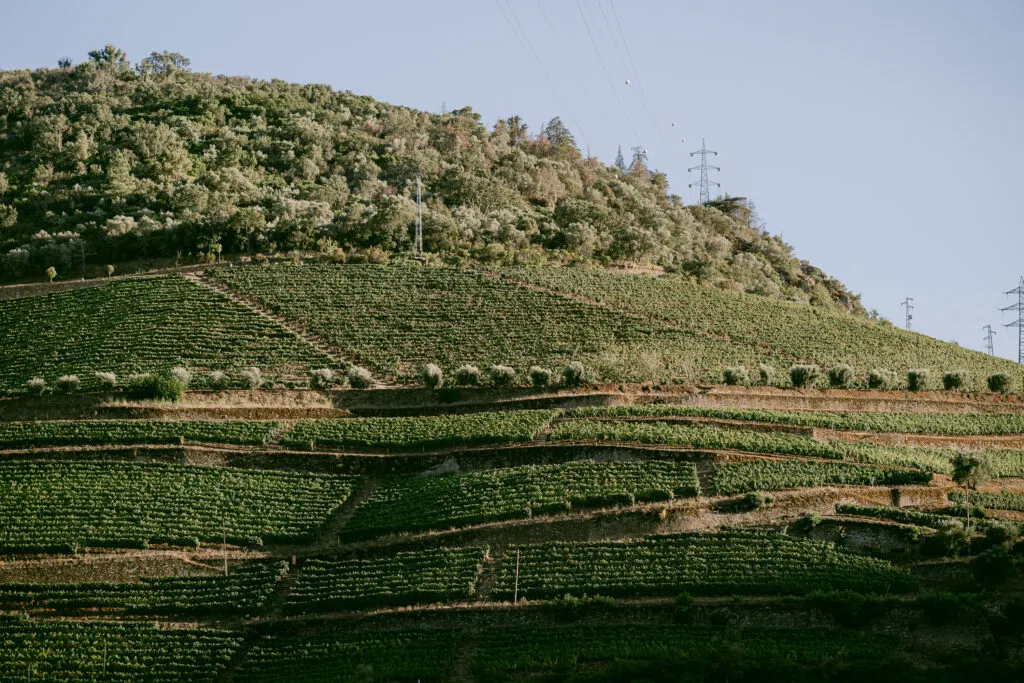 Vintage House View of the vineyards