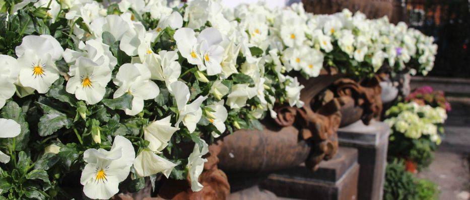 Tuscany Flowers Florence,Florists in Overseas